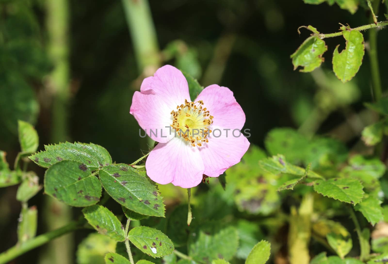 Close up of Sweet Brier flower
