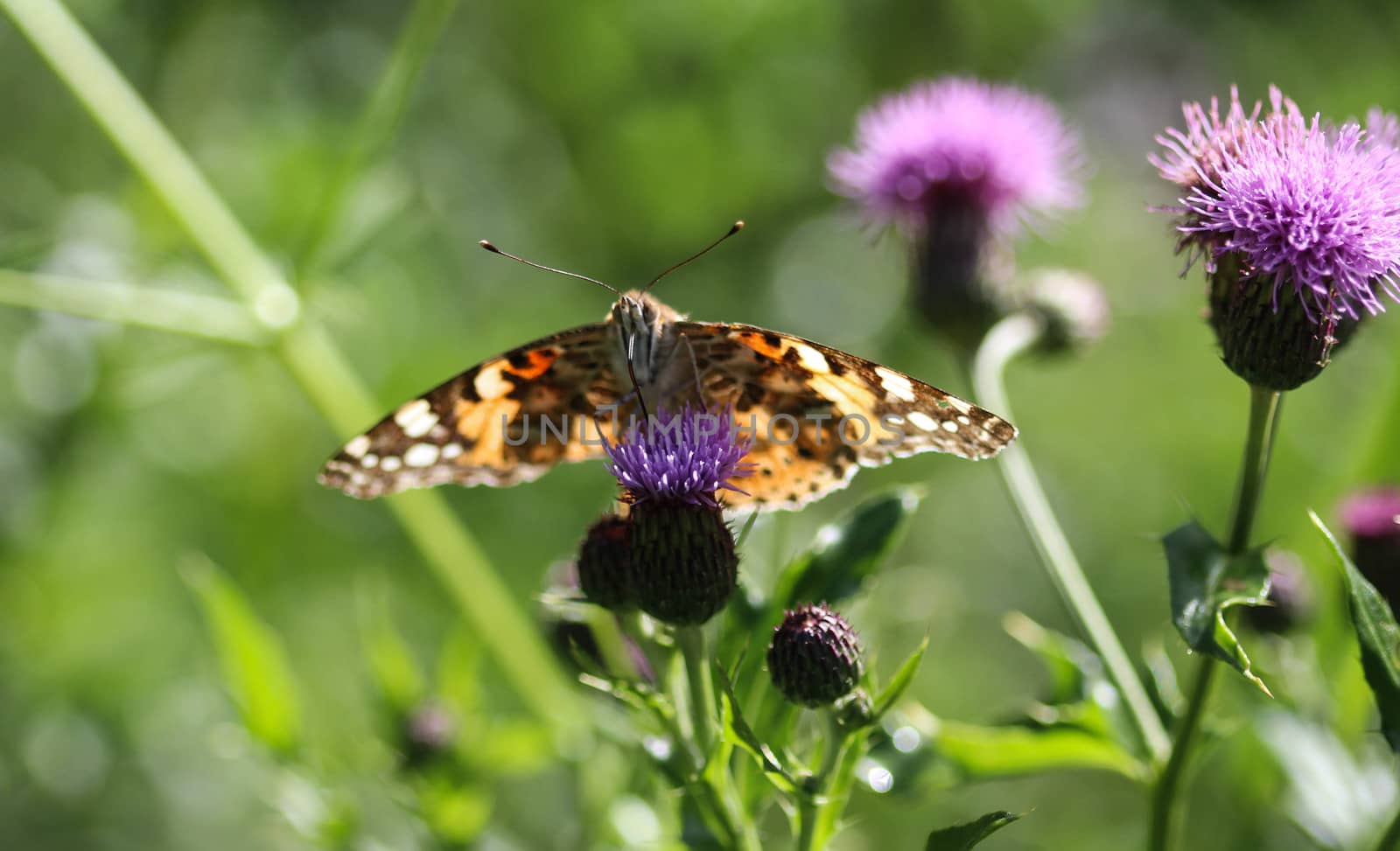 close up of painted lady butterfly on flower