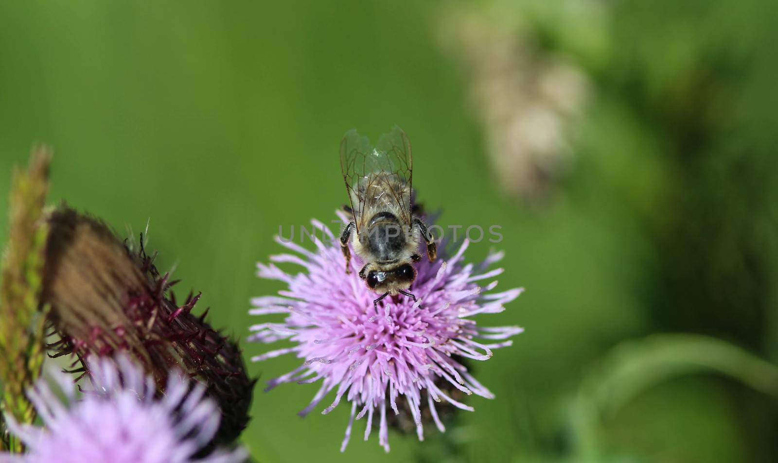 closeup of western honey bee