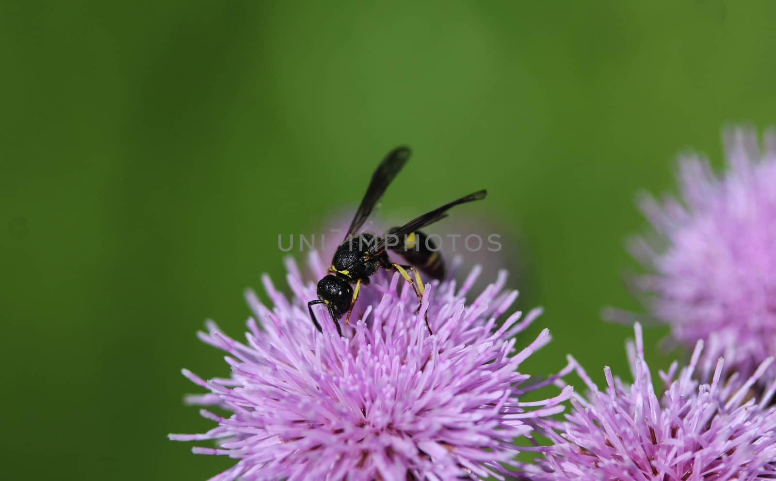 close up of Doros profuges, a Palearctic species of hoverfly