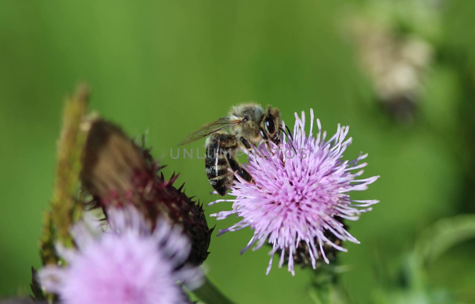 closeup of western honey bee