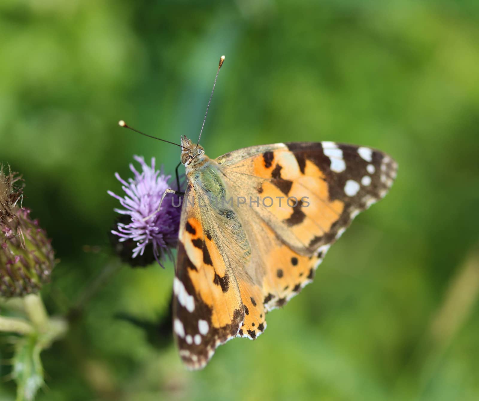 close up of painted lady butterfly on flower