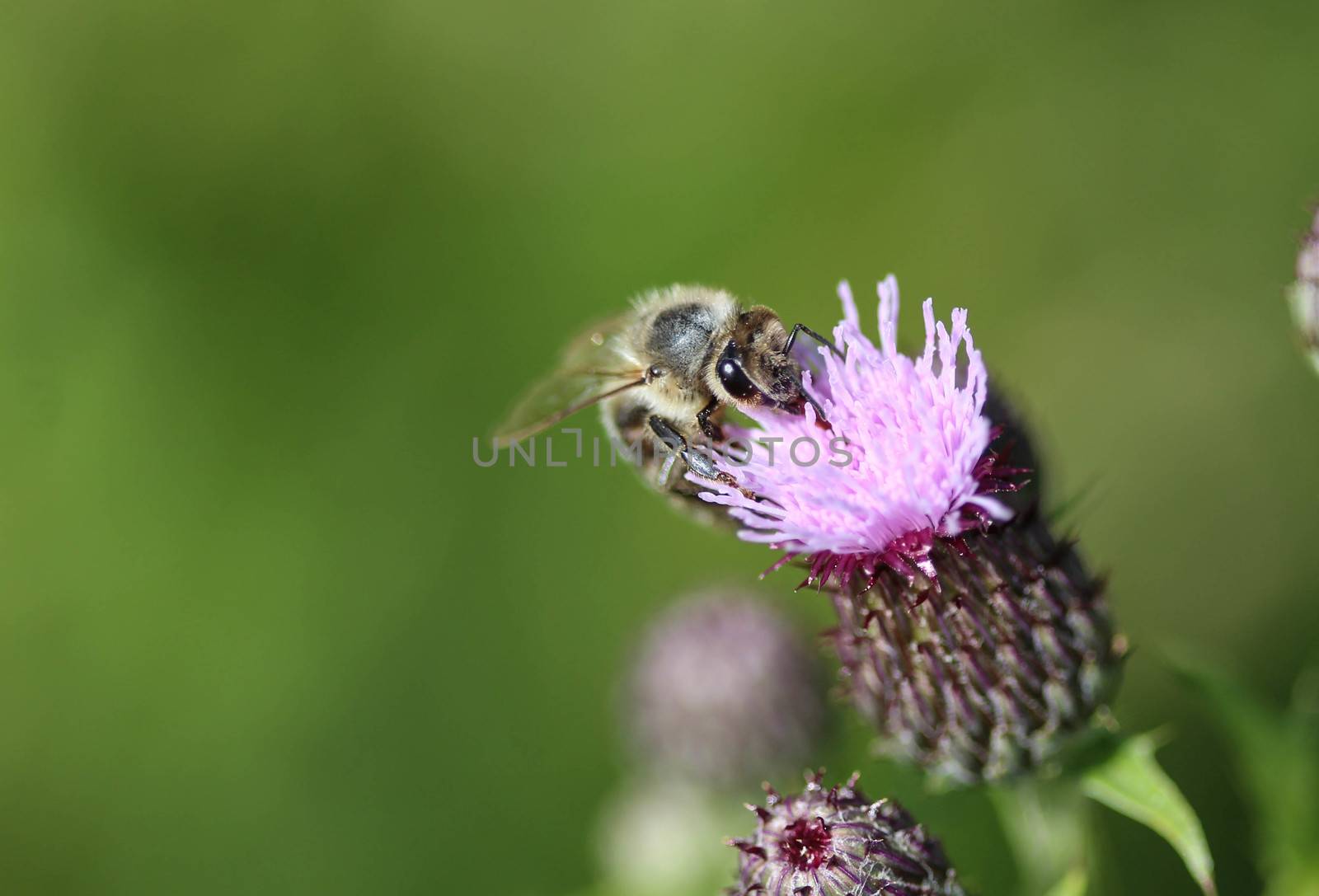 closeup of western honey bee