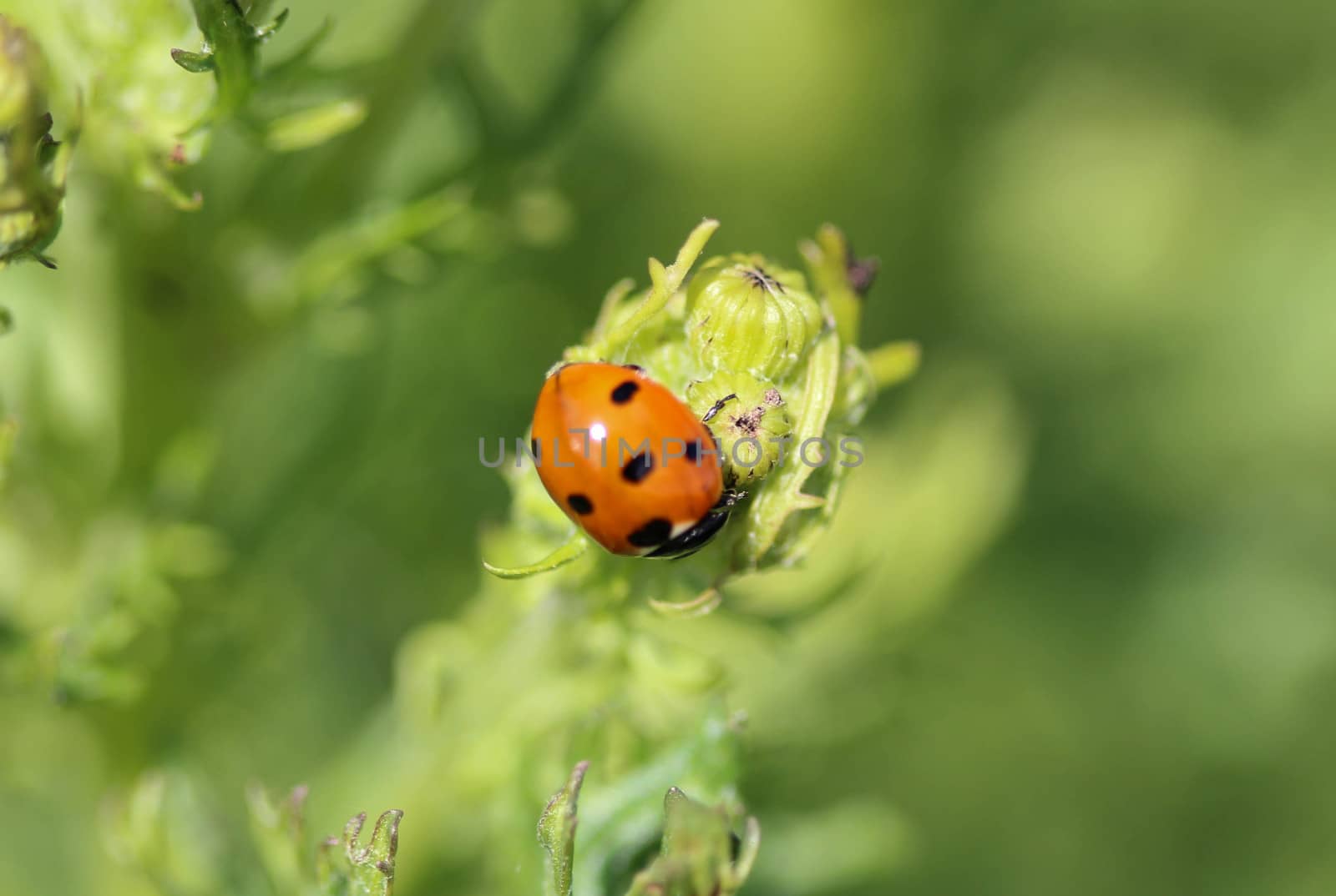 close up of seven-spot ladybird on leaf