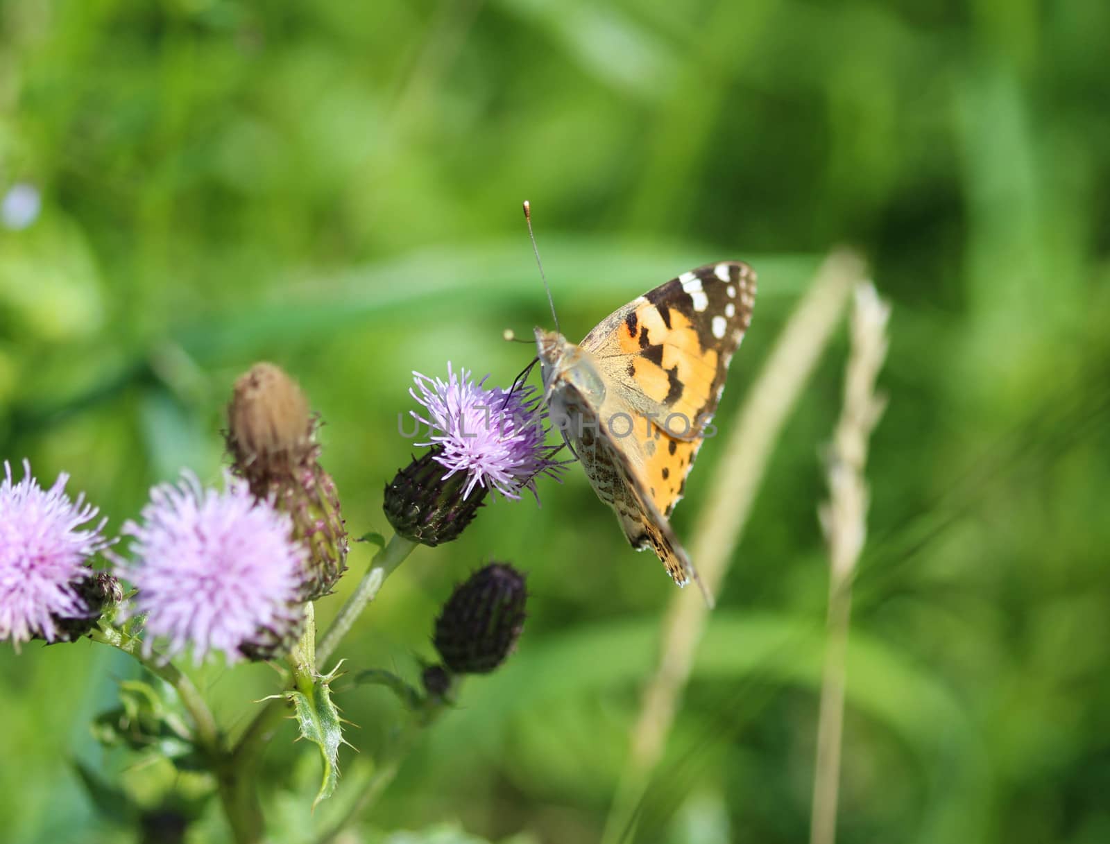 close up of painted lady butterfly on flower
