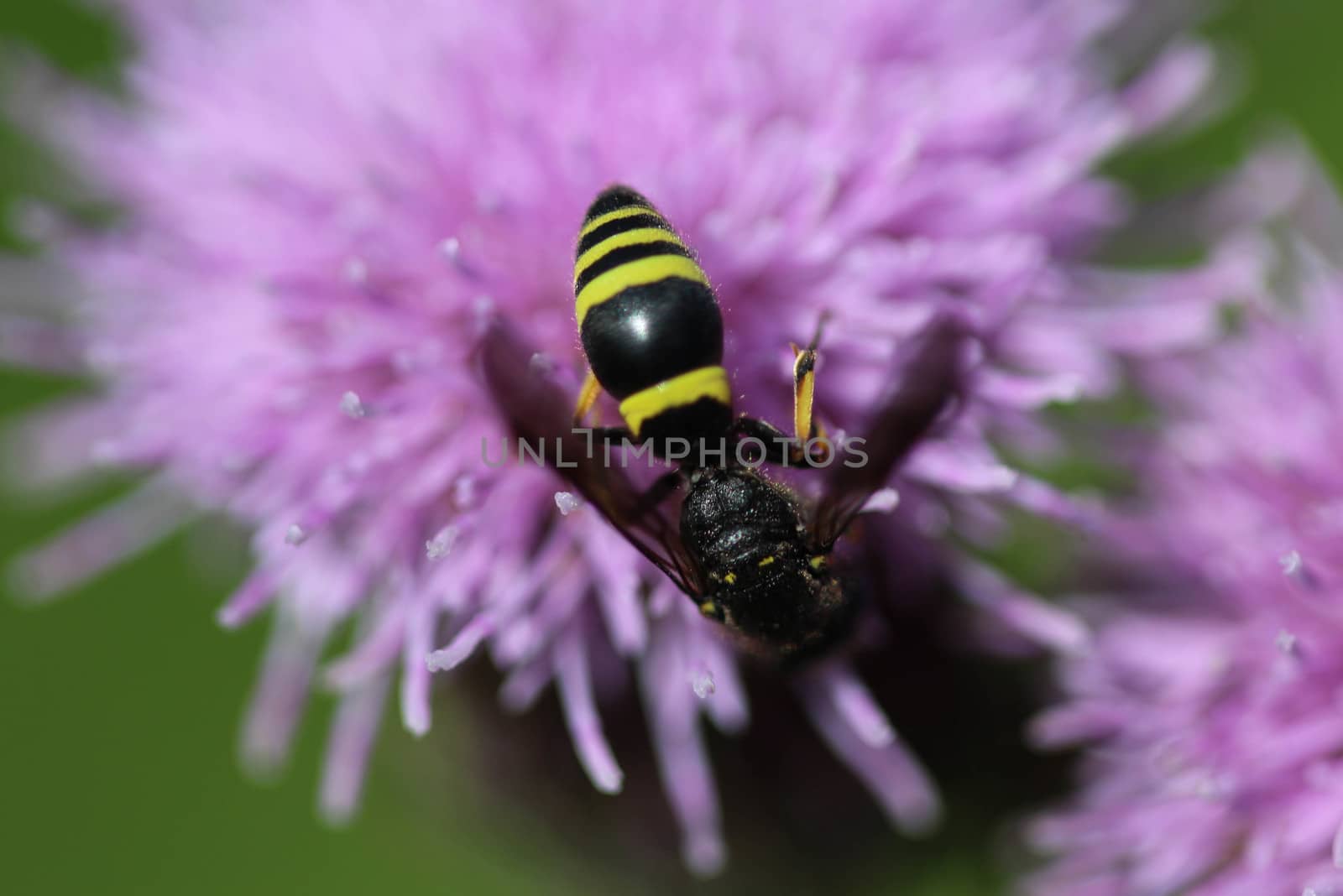 close up of Doros profuges, a Palearctic species of hoverfly
