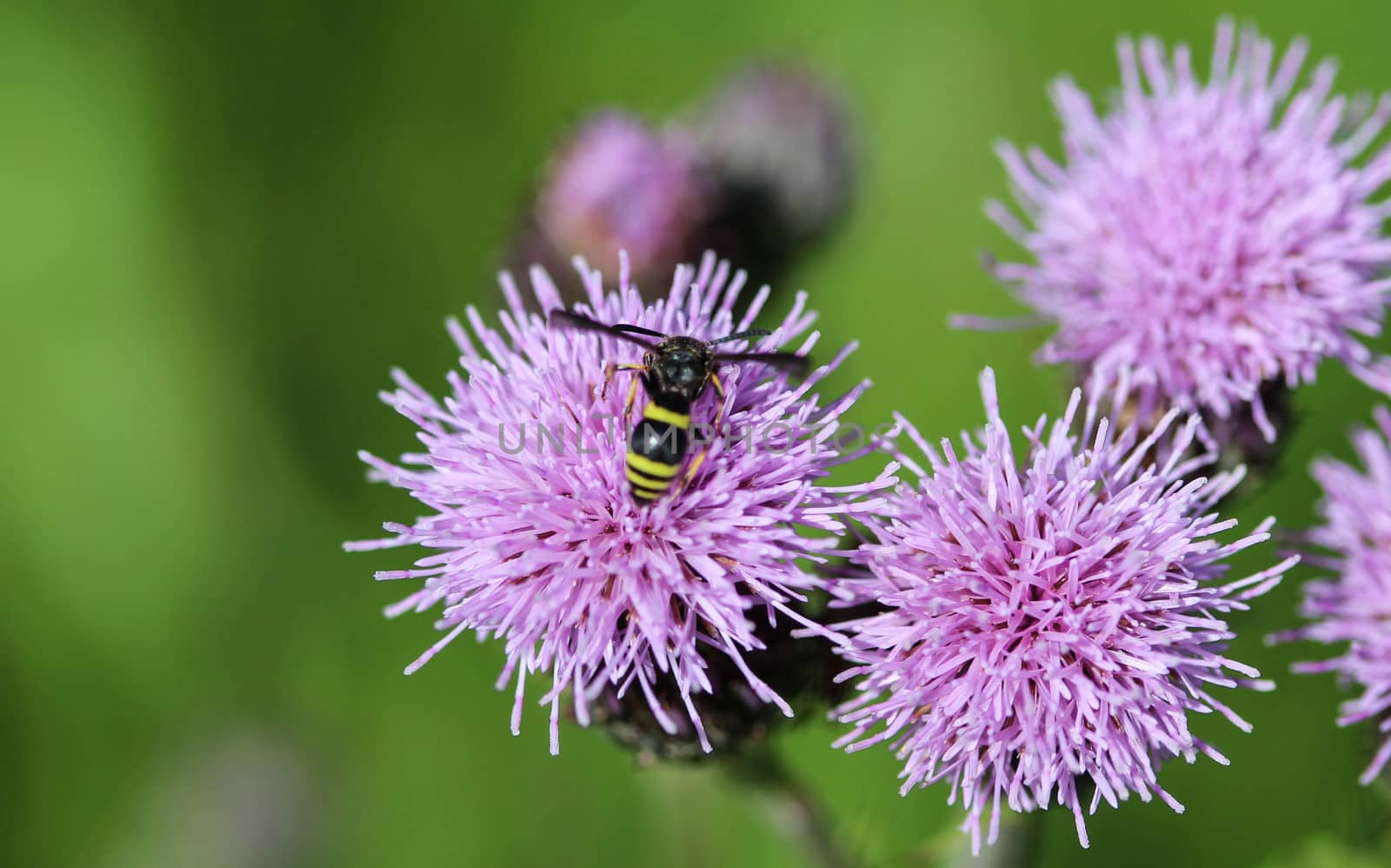 close up of Doros profuges, a Palearctic species of hoverfly