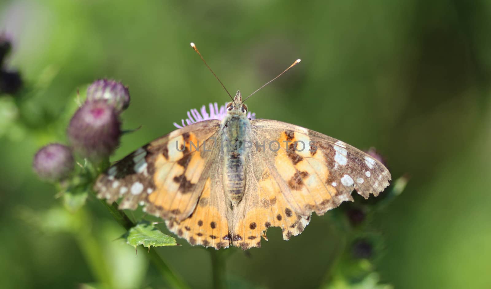 close up of painted lady butterfly on flower