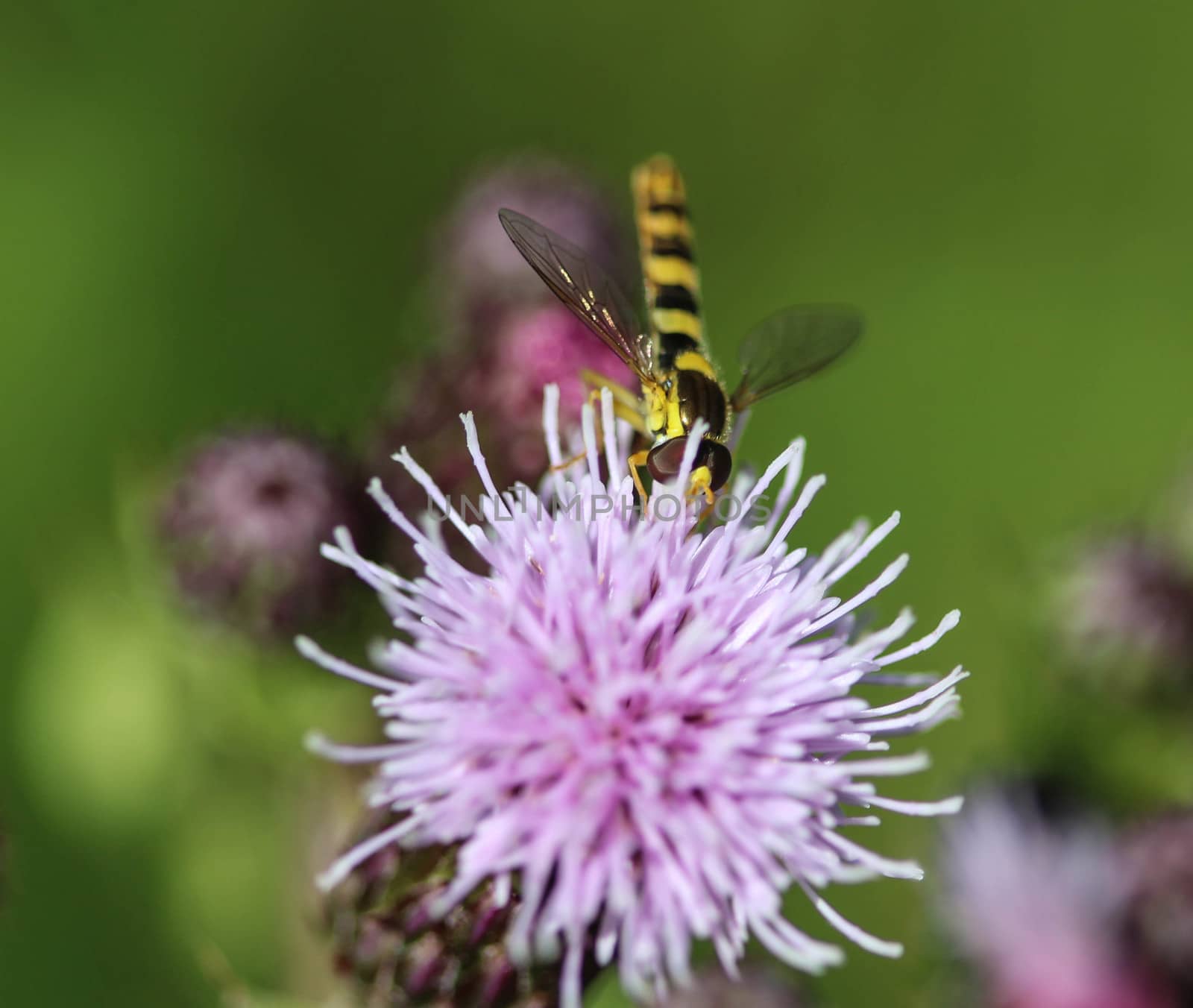 Sphaerophoria scripta, the long hoverfly, by michaelmeijer