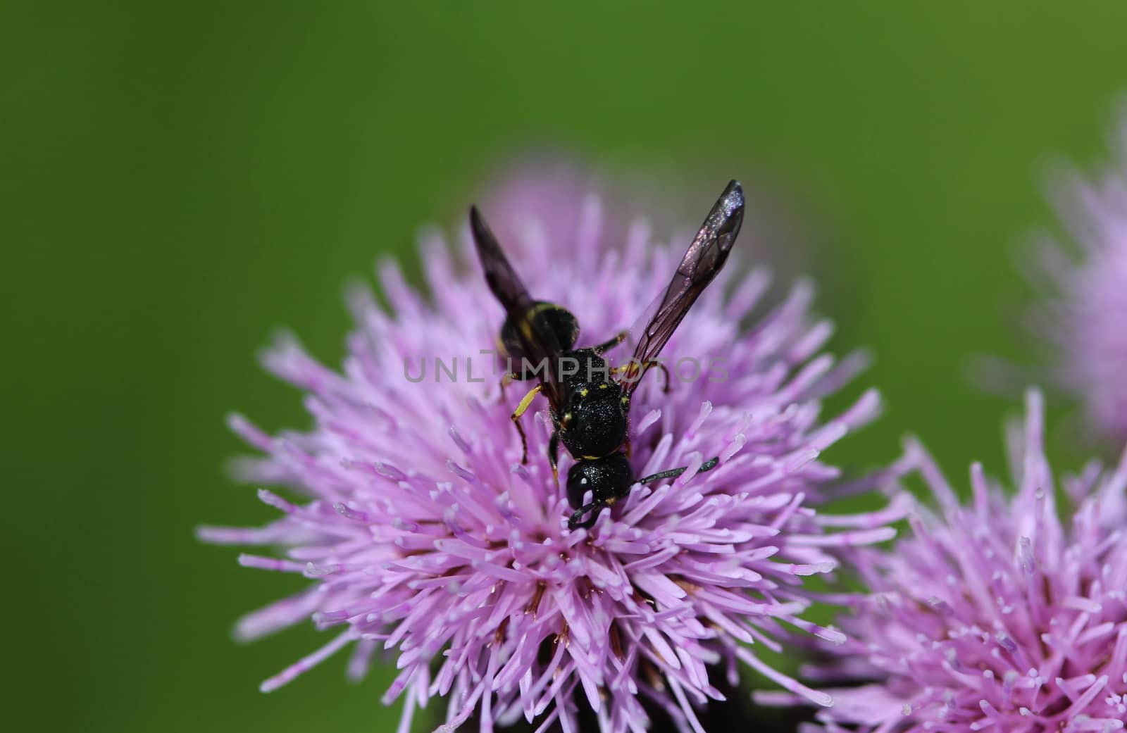 close up of Doros profuges, a Palearctic species of hoverfly