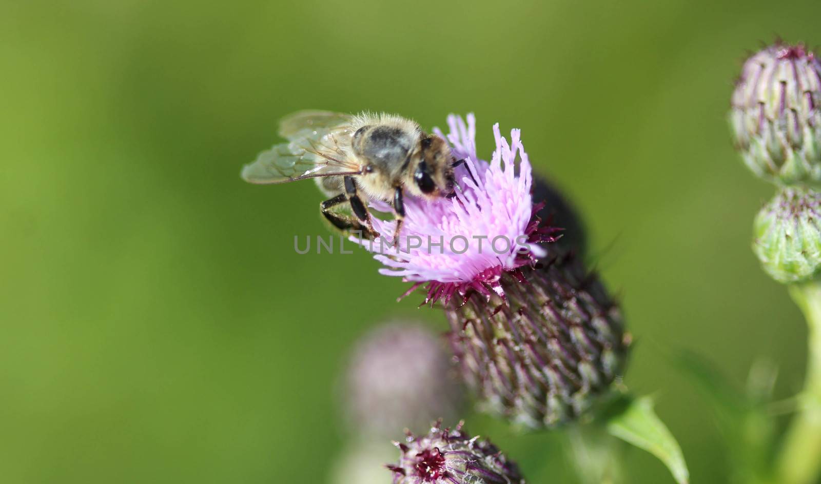 closeup of western honey bee