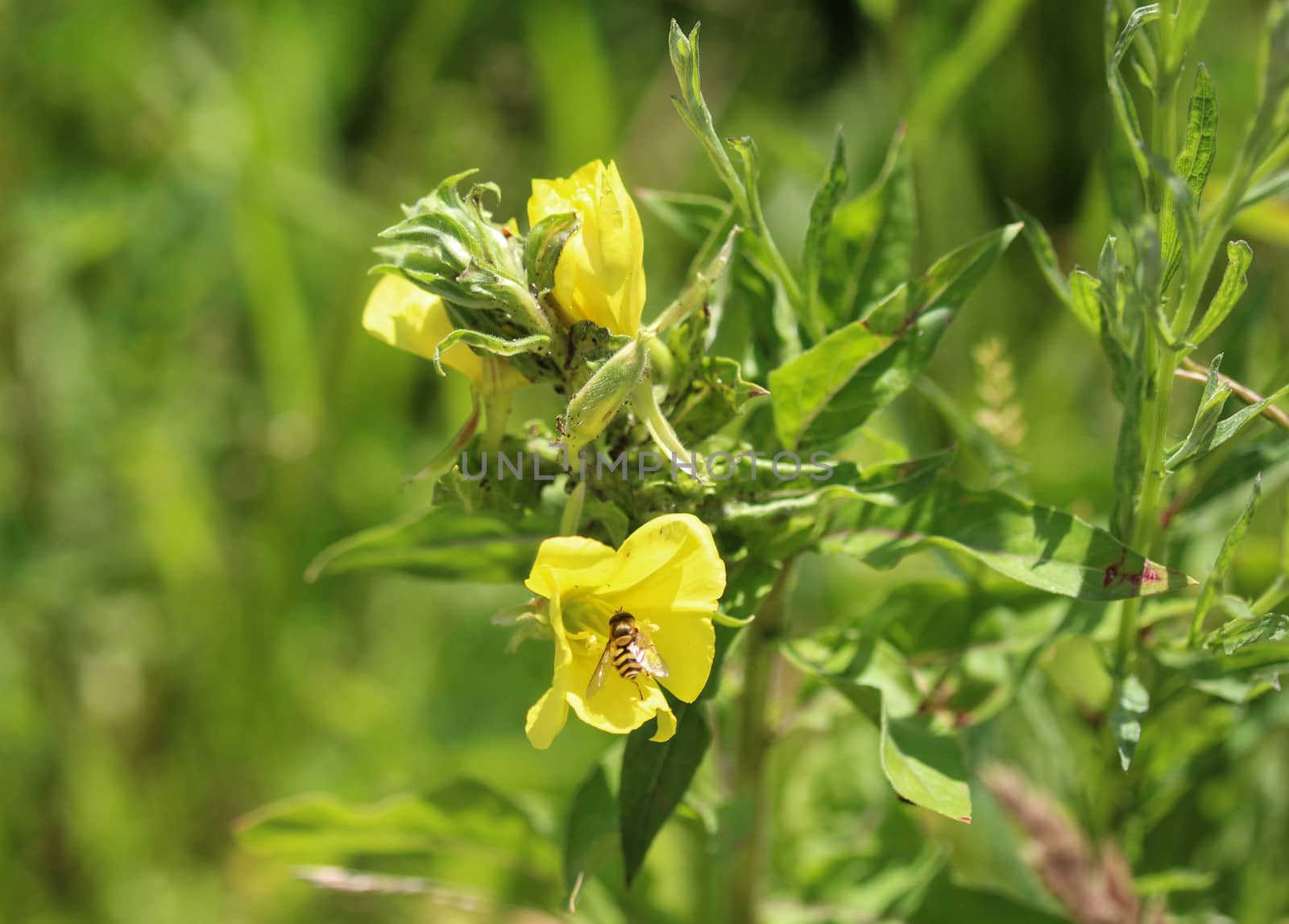 close up of evening primrose flower