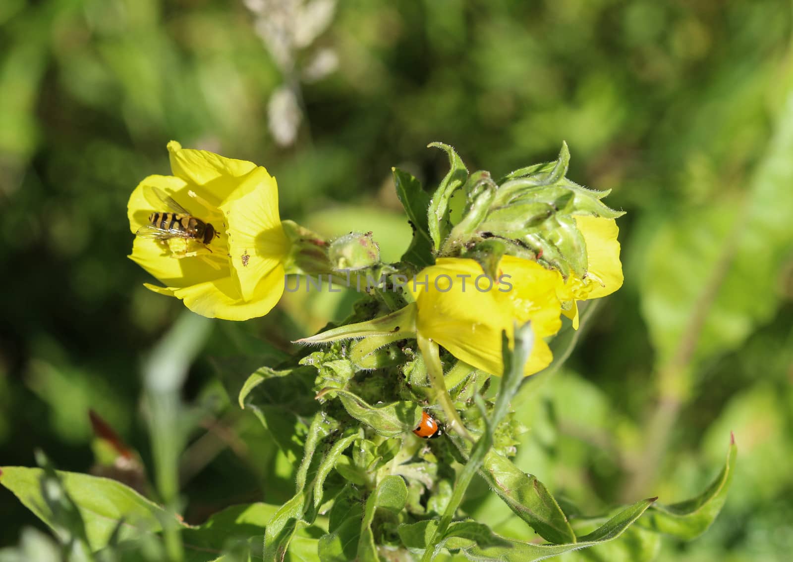 close up of evening primrose flower