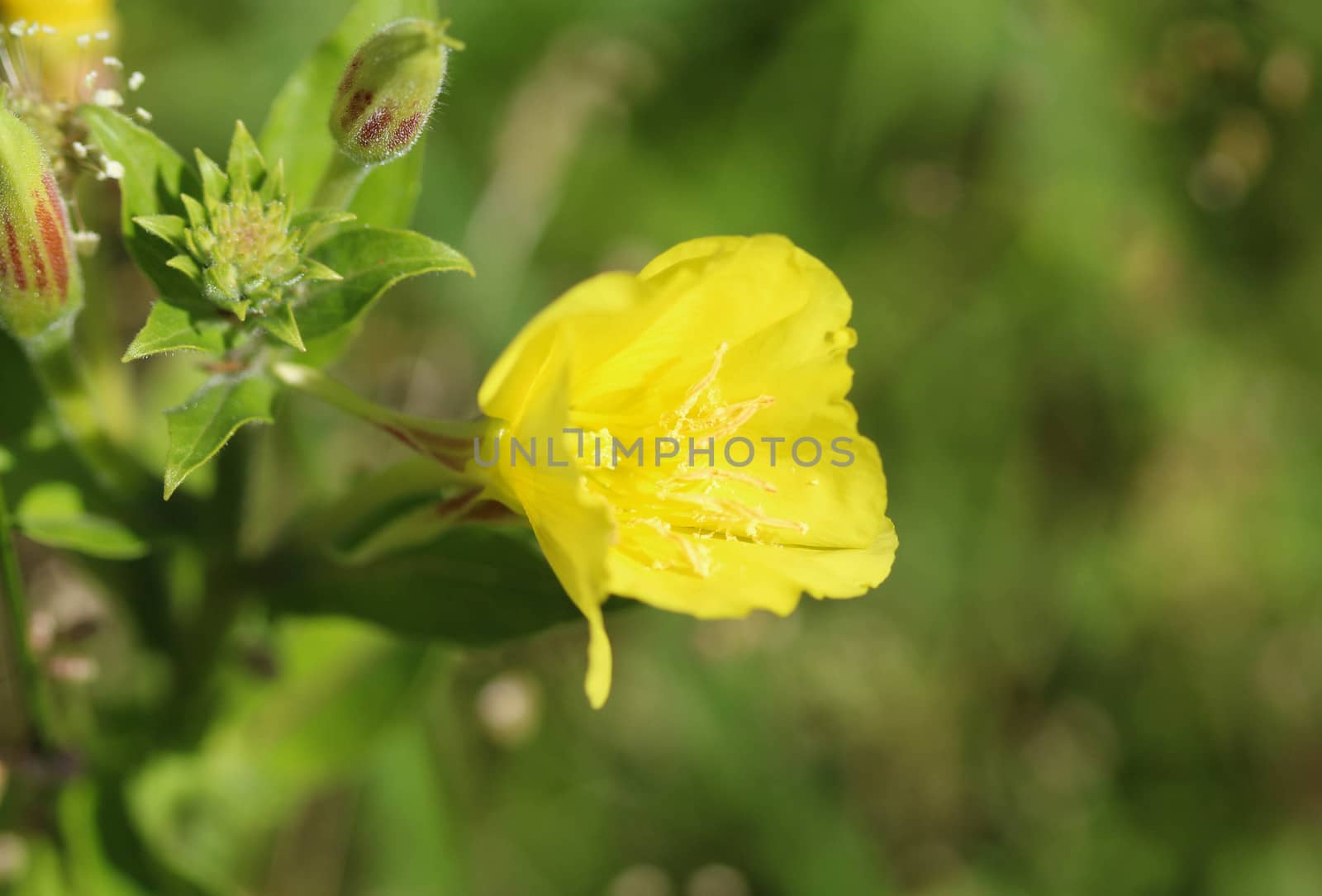 close up of evening primrose flower