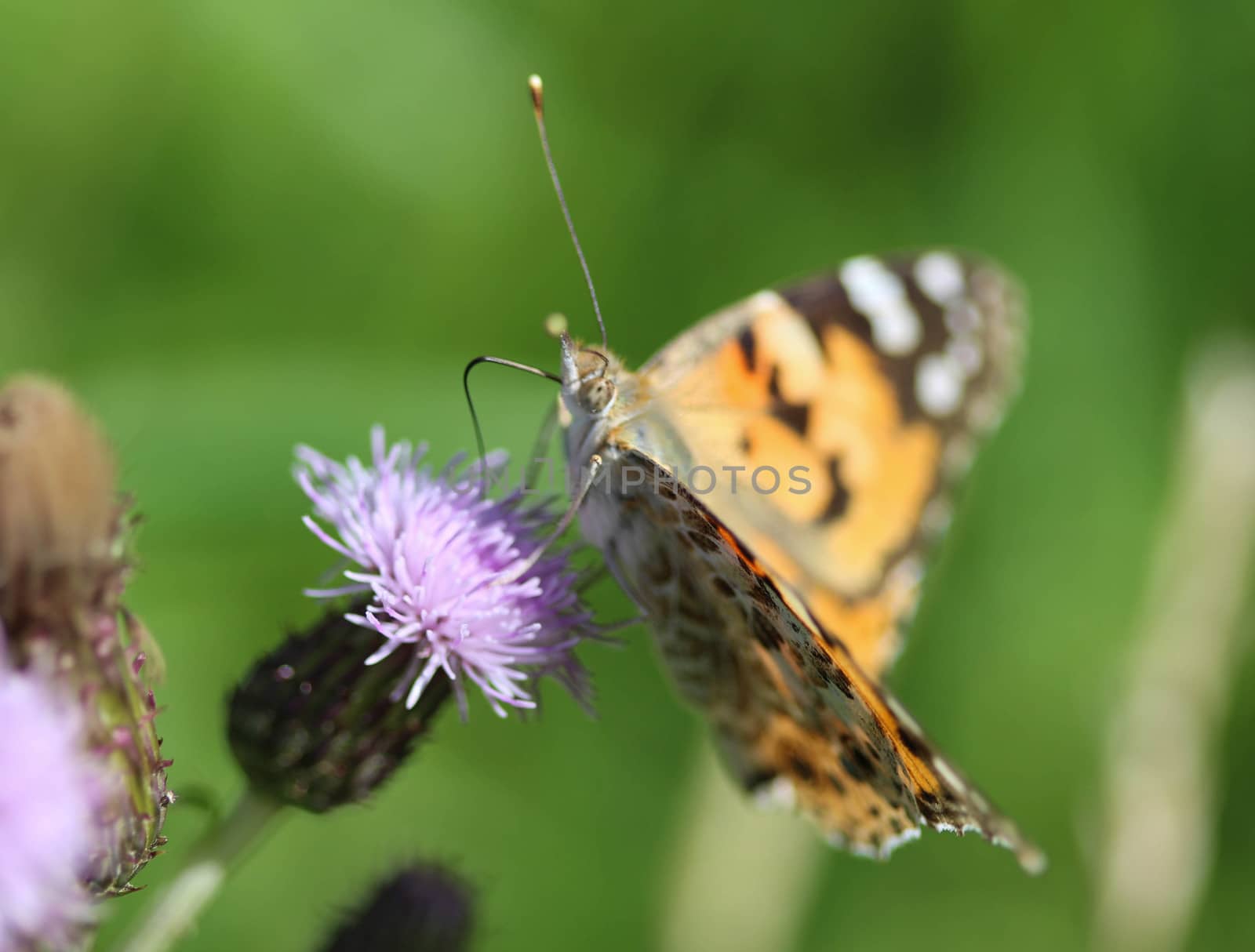 close up of painted lady butterfly on flower