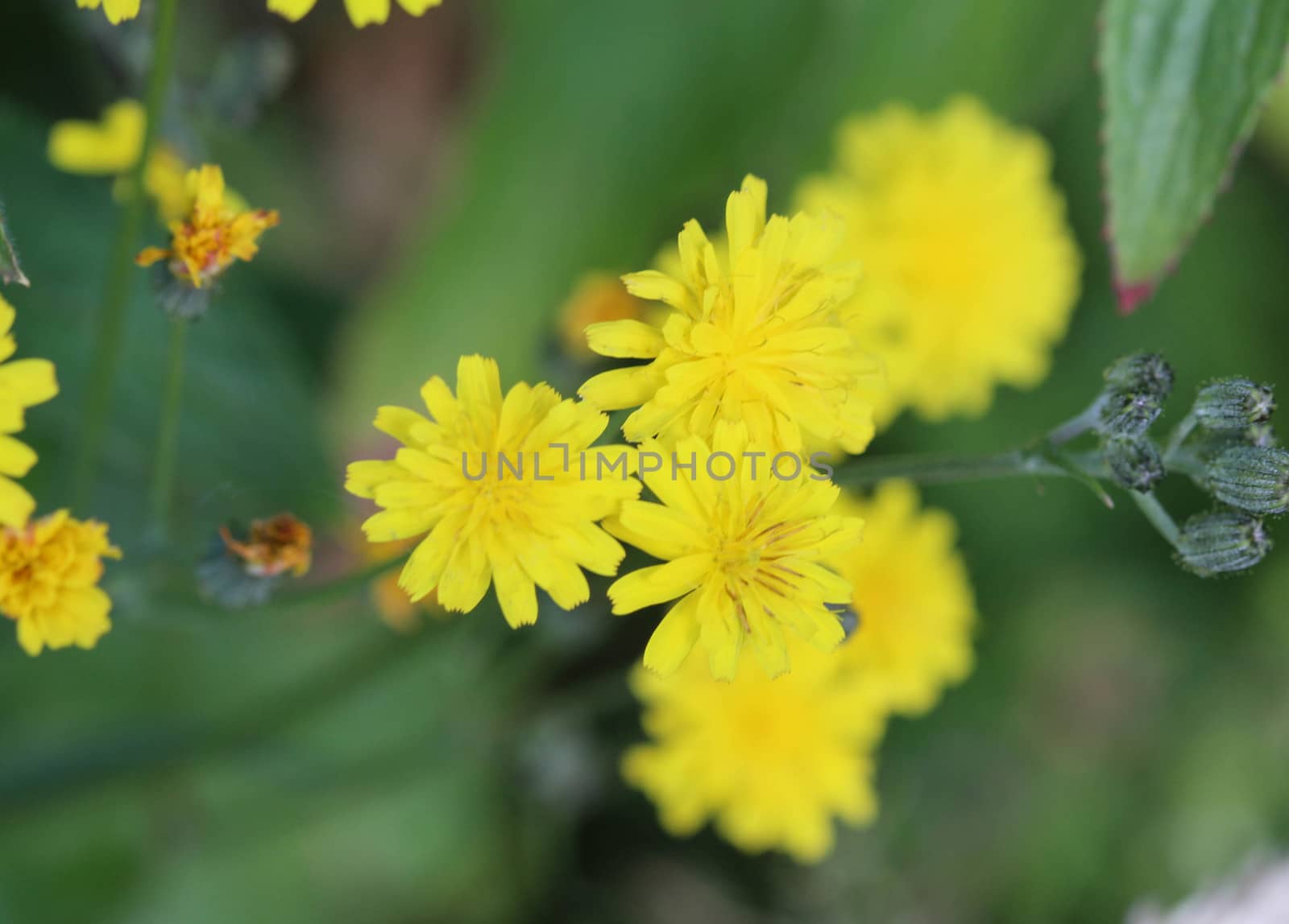 close up of smooth hawksbeard flower