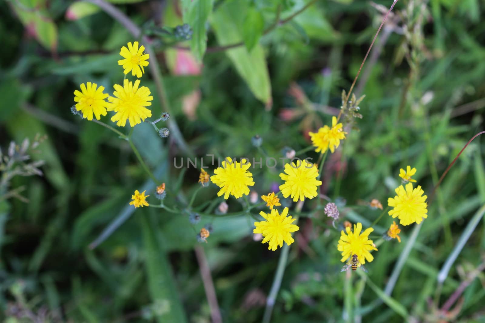 close up of smooth hawksbeard flower