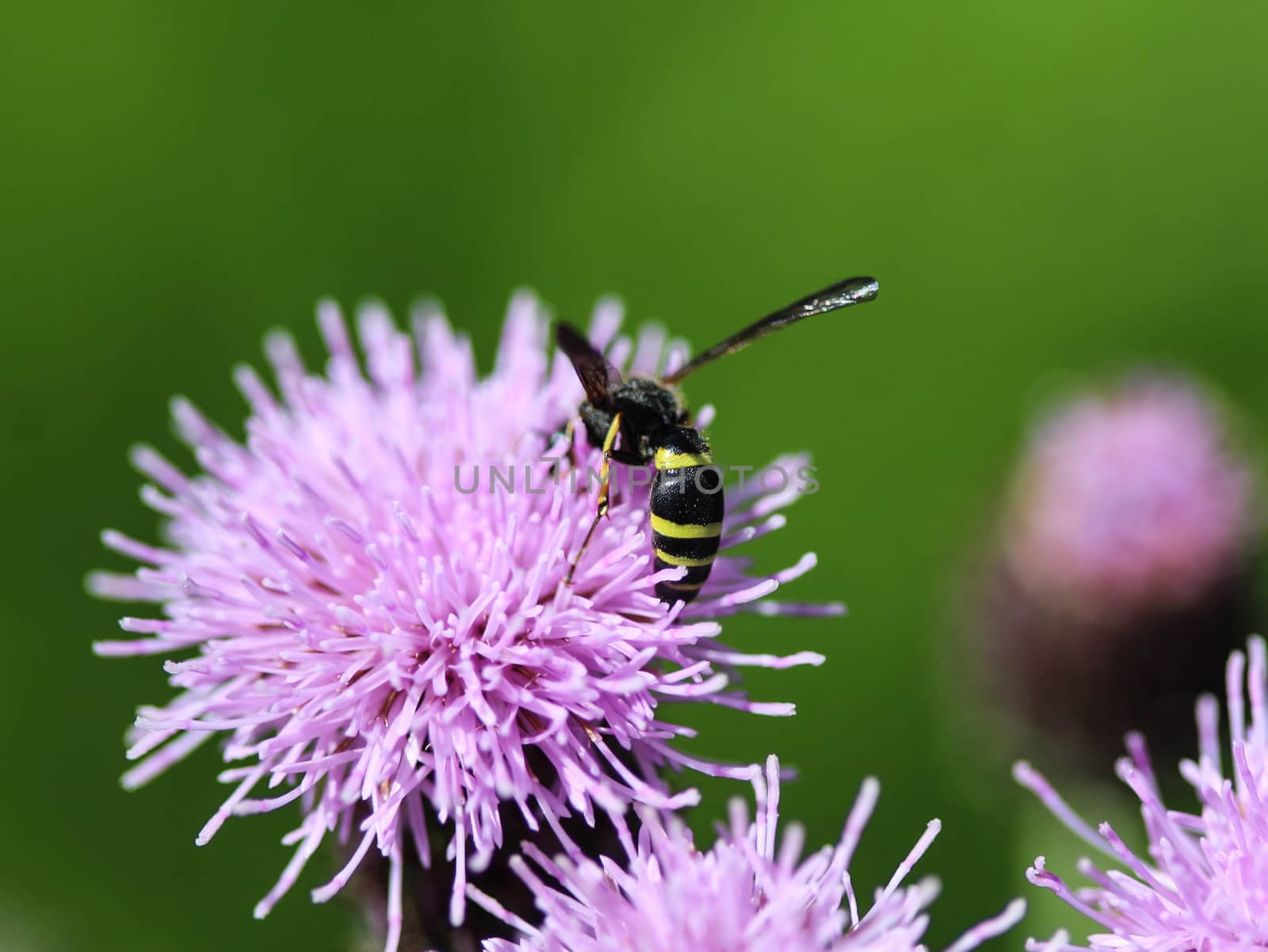 close up of Doros profuges, a Palearctic species of hoverfly