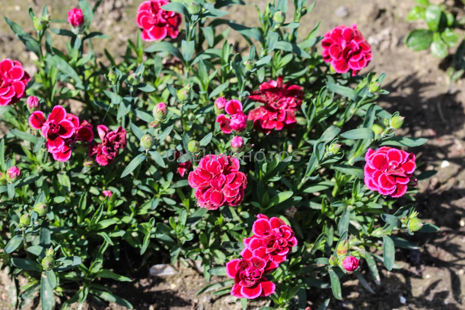 Dianthus caryophyllus, commonly known as the carnation or clove pink, is a species of Dianthus. This flower is blooming in spring in a garden by michaelmeijer