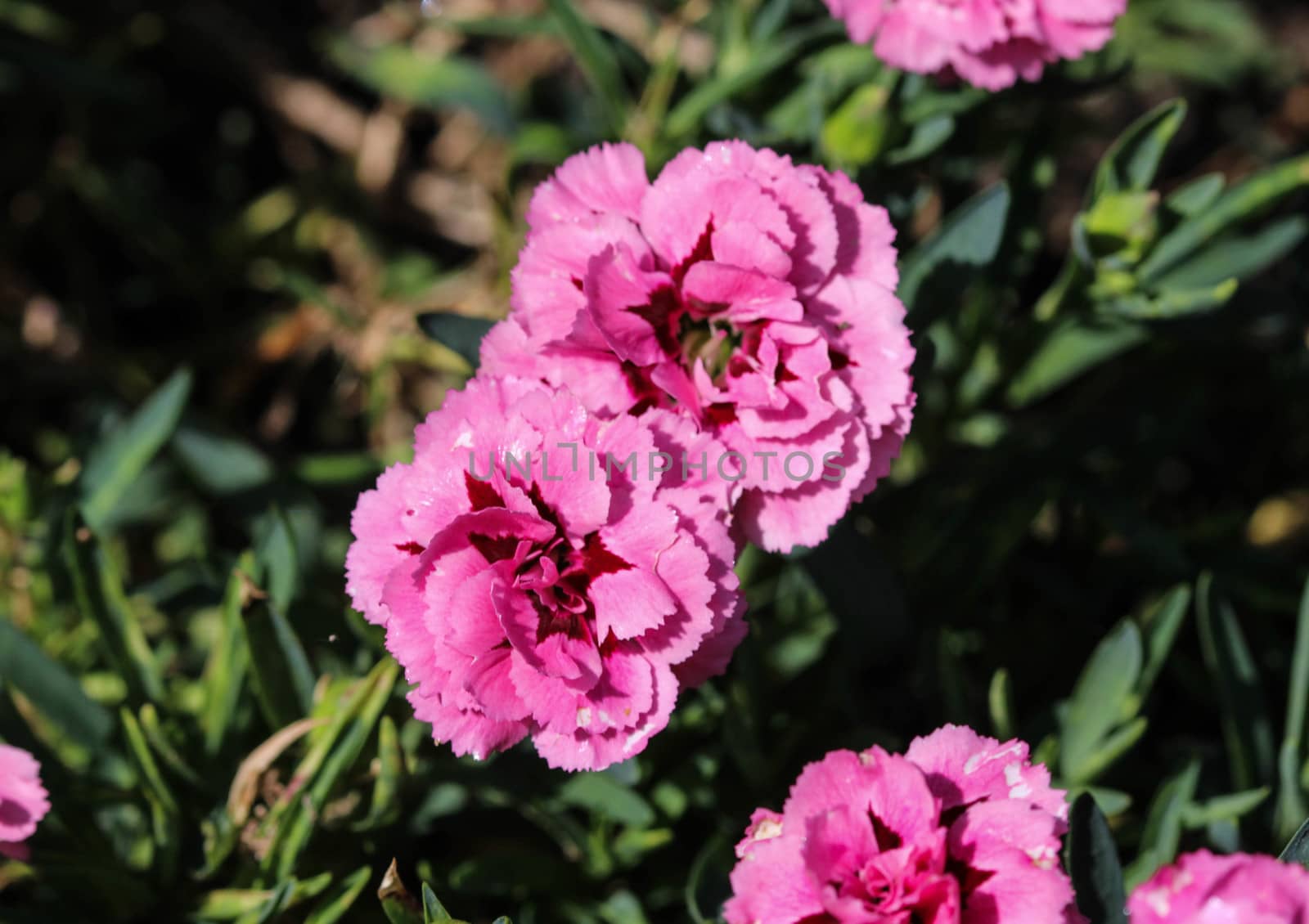close up of Dianthus caryophyllus, commonly known as the carnation or clove pink, is a species of Dianthus. This flower is blooming in spring in a garden