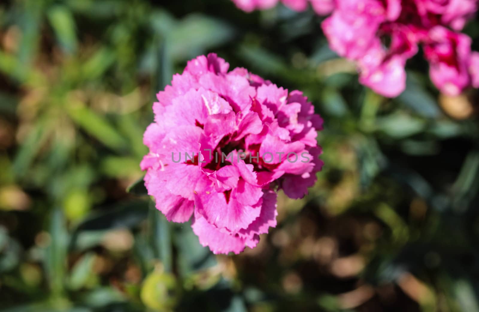 Dianthus caryophyllus, commonly known as the carnation or clove pink, is a species of Dianthus. This flower is blooming in spring in a garden by michaelmeijer