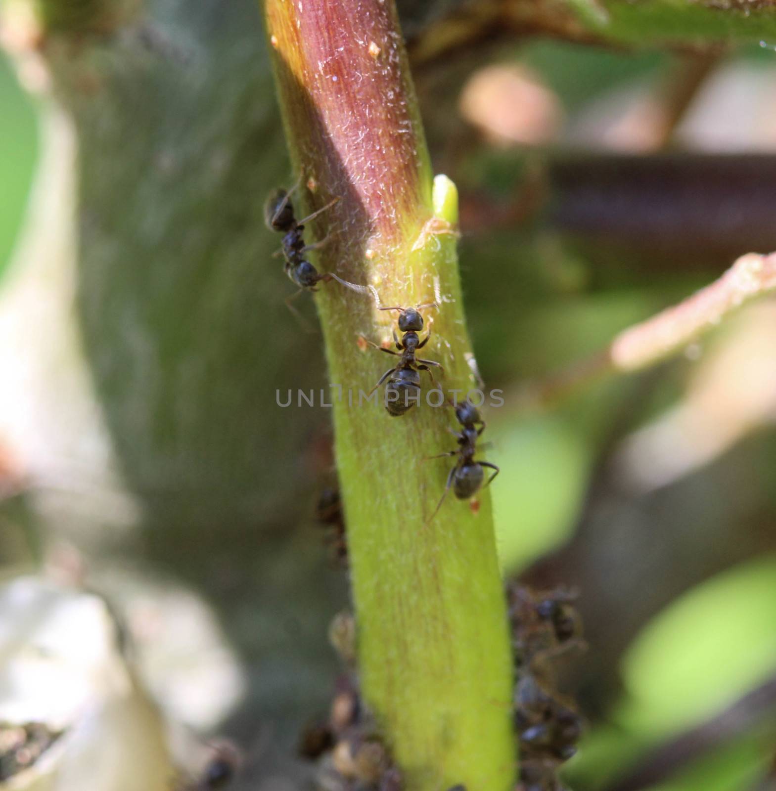 close up of black garden ant colony