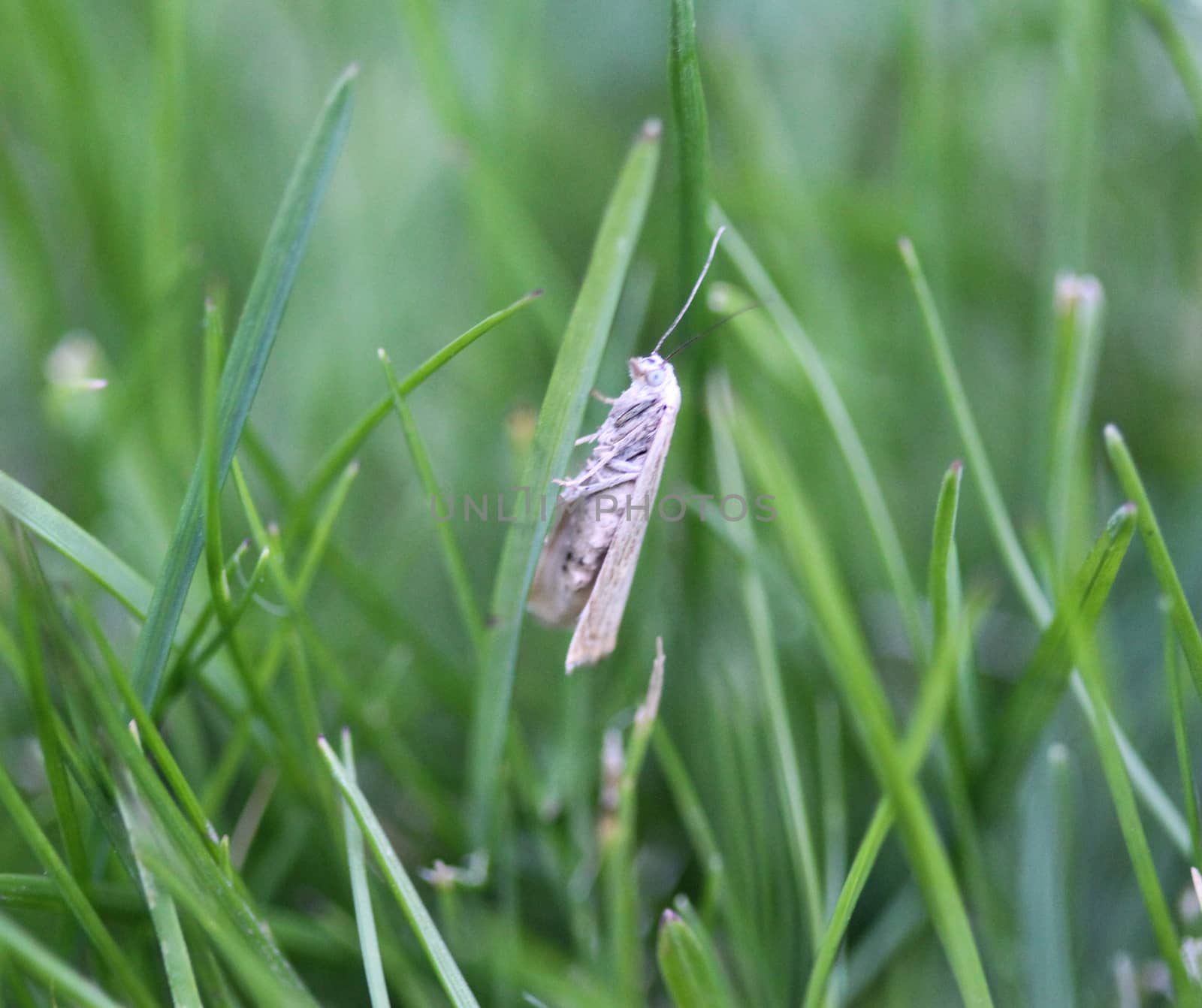 close up of ermine moth