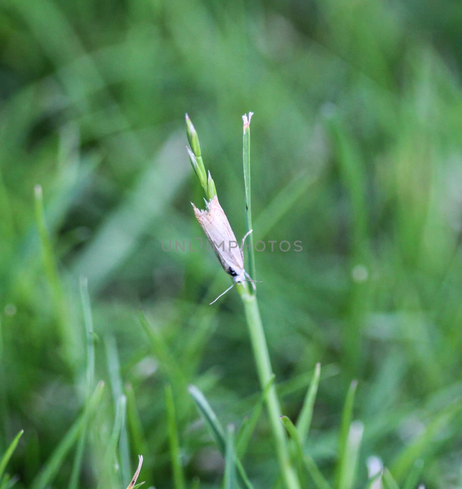 close up of ermine moth