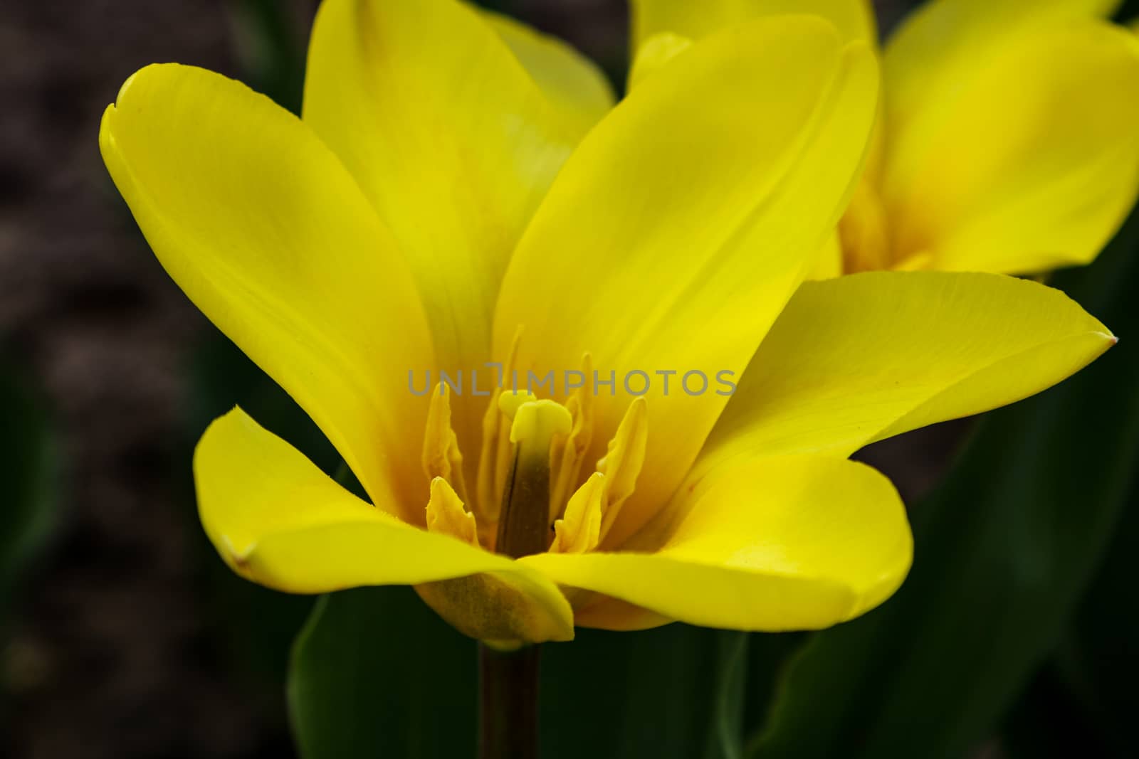 Tulip flower with green leaf background in tulip field at winter or spring day for postcard beauty decoration and agriculture concept design