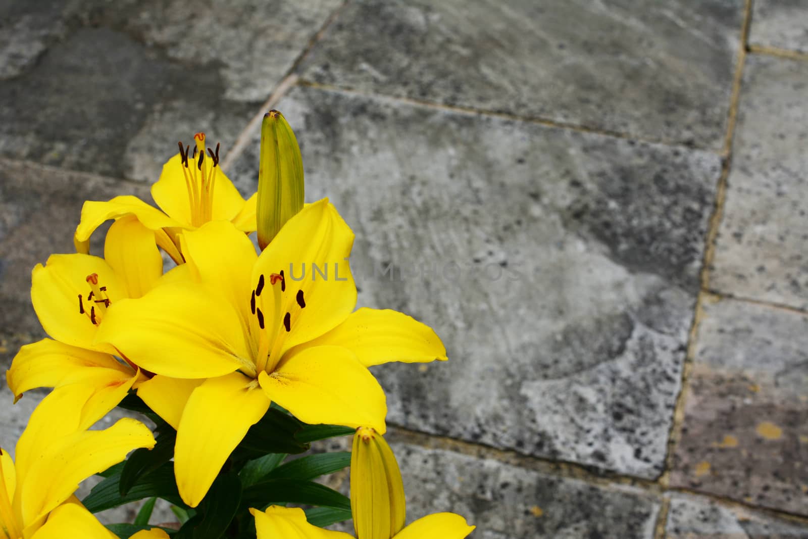 Bright yellow lily flowers in the corner of a stone patio with copy space