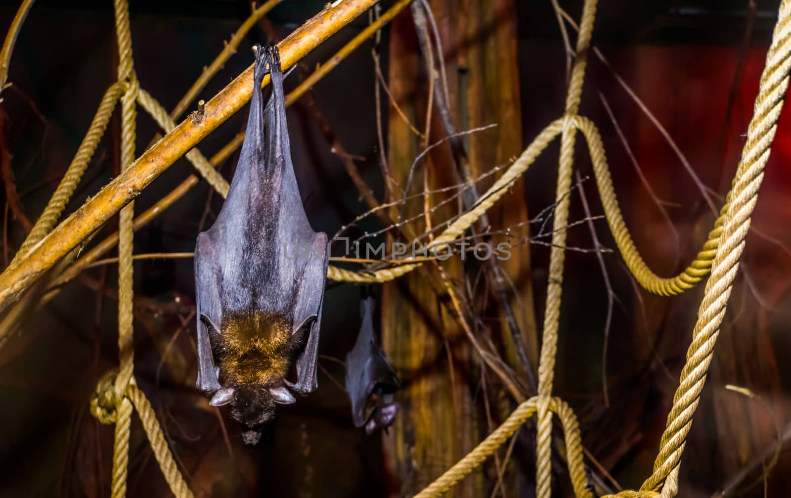 closeup of a lyle's flying fox hanging on a branch, Tropical and vulnerable bat specie from Asia, Nocturnal halloween animal