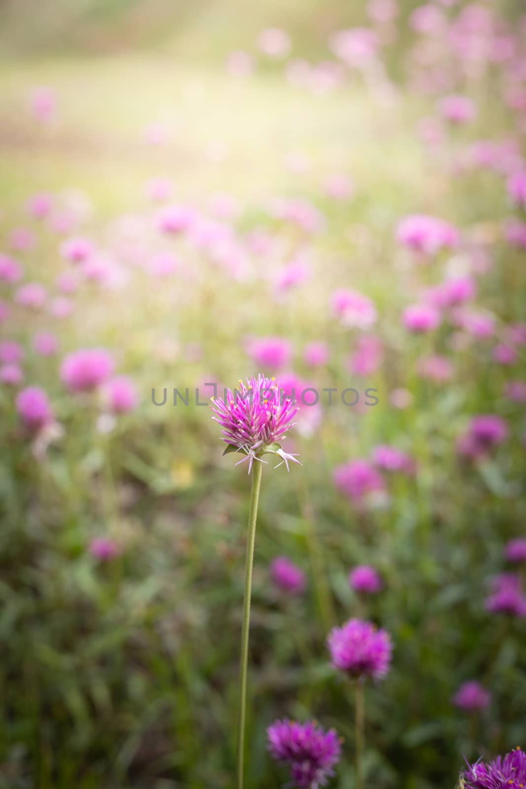 The background image of the colorful flowers, background nature