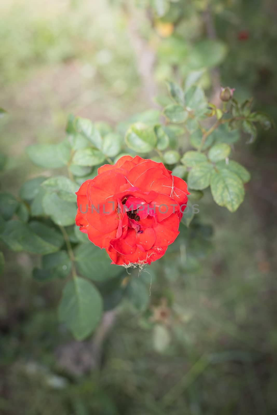 The background image of the colorful flowers, background nature