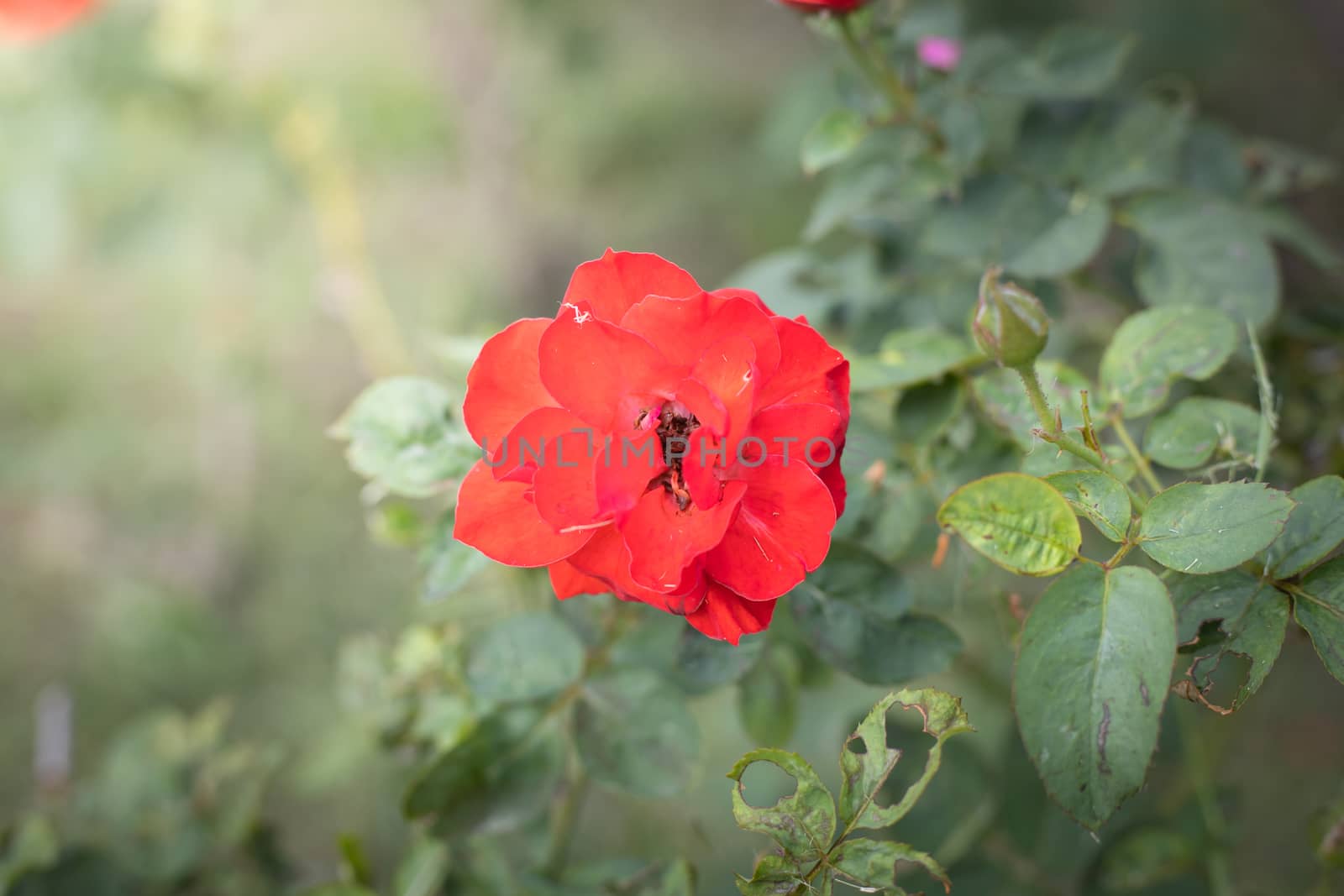 The background image of the colorful flowers, background nature