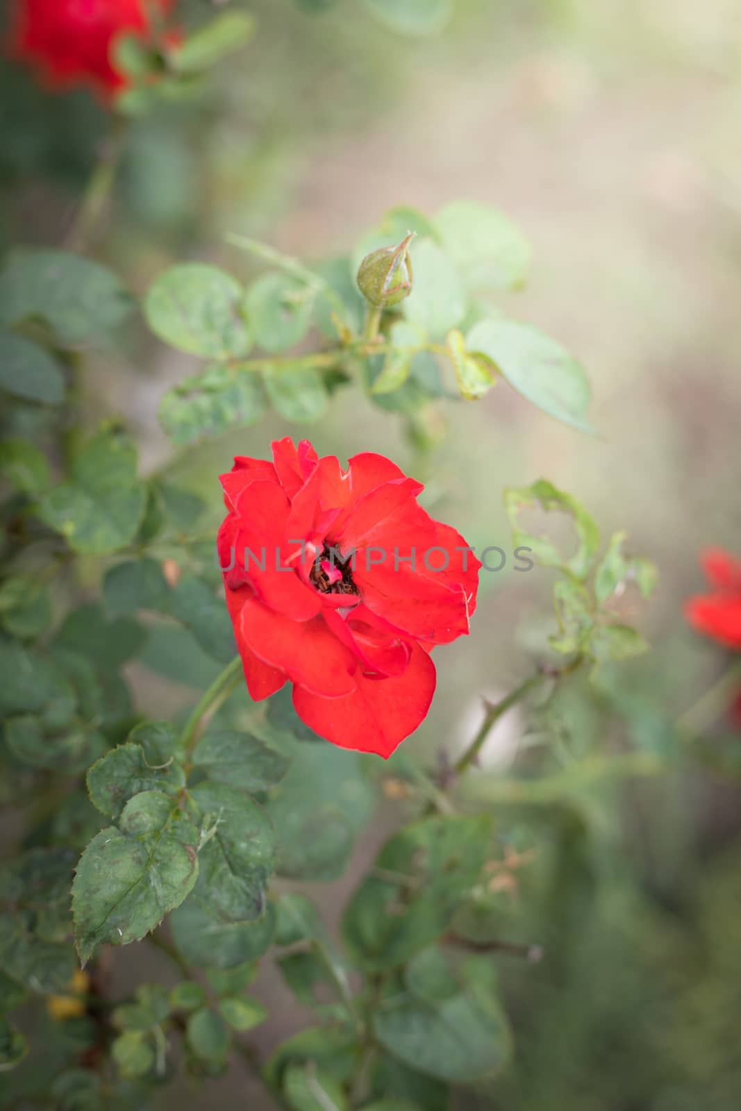 The background image of the colorful flowers, background nature