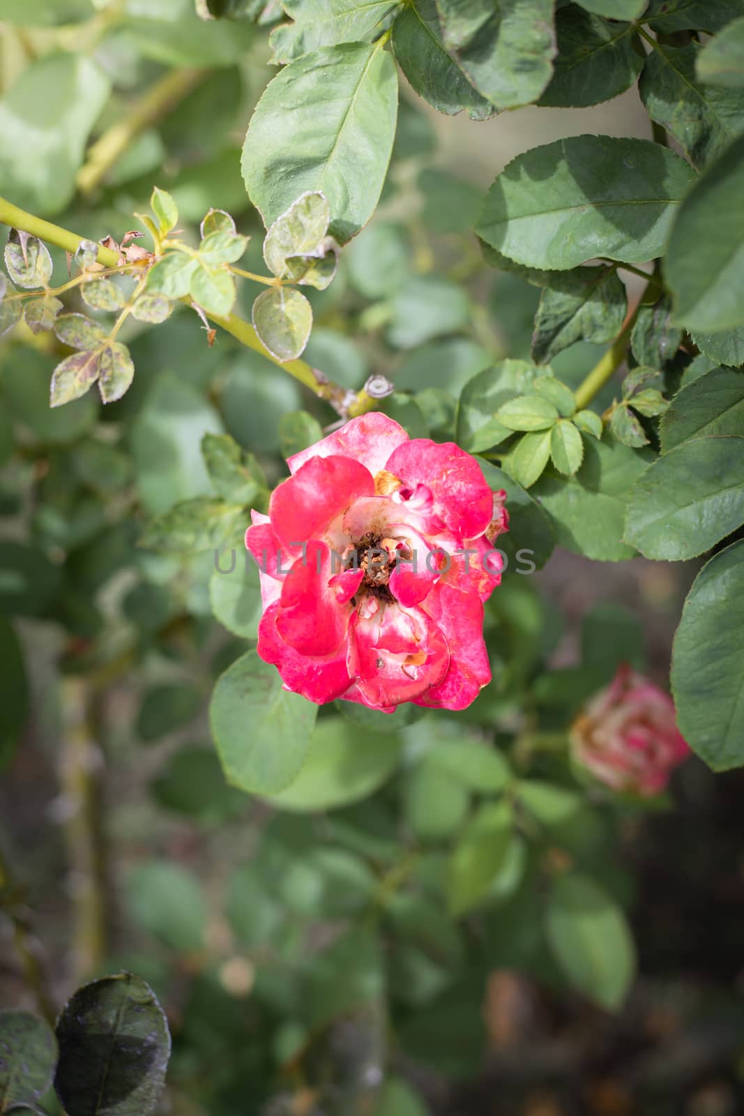 The background image of the colorful flowers, background nature