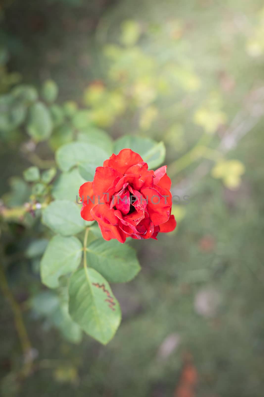 The background image of the colorful flowers, background nature