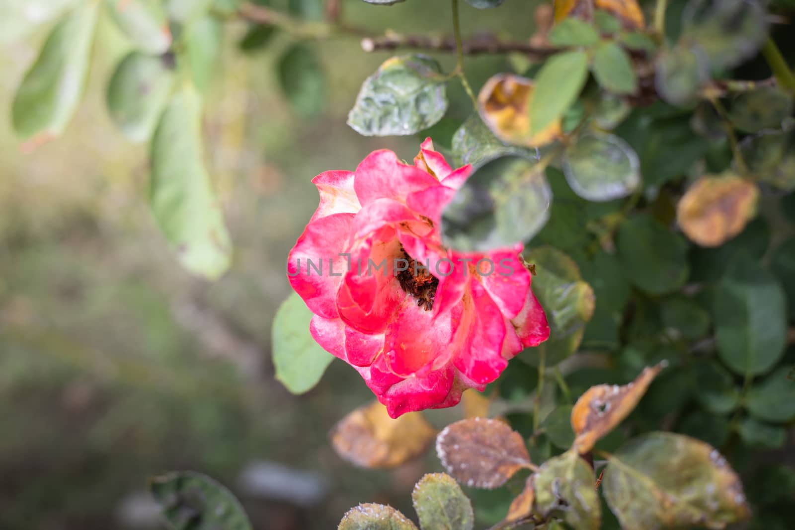 The background image of the colorful flowers, background nature