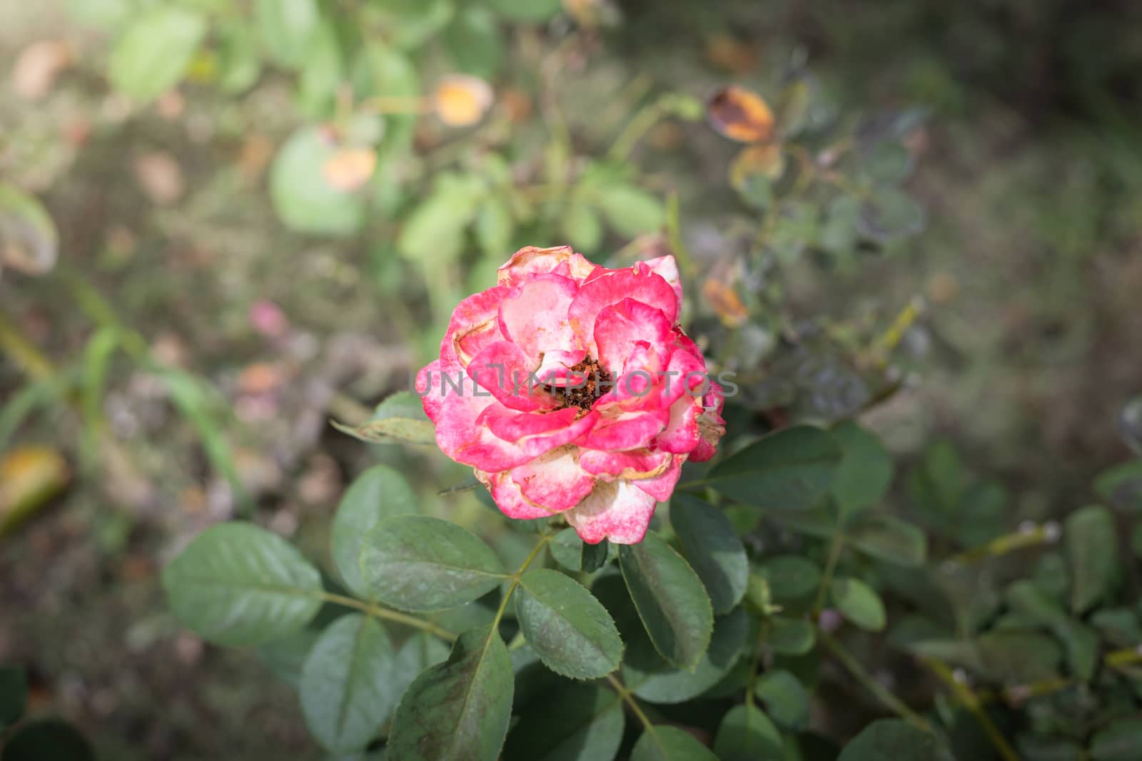 The background image of the colorful flowers, background nature