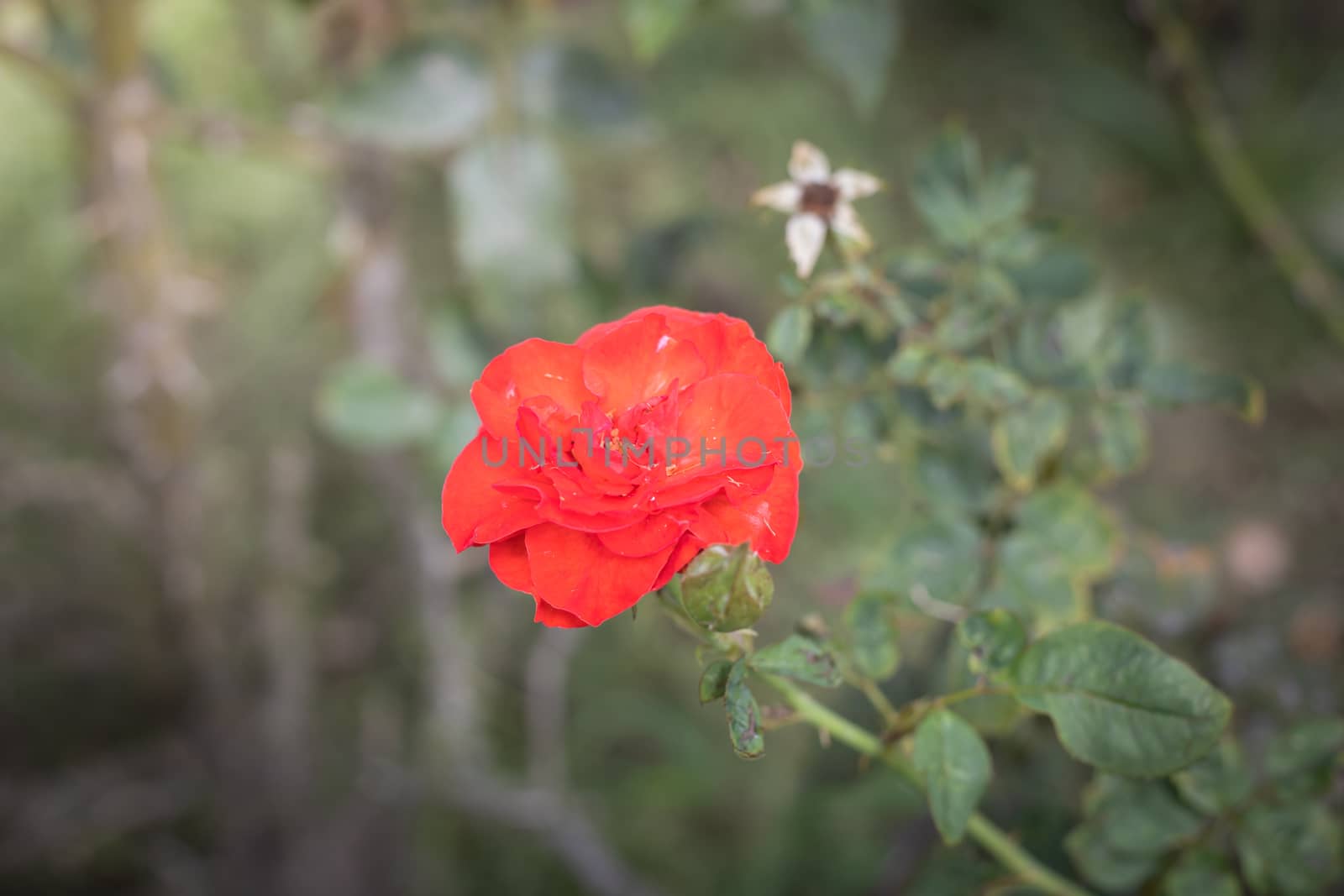 The background image of the colorful flowers, background nature