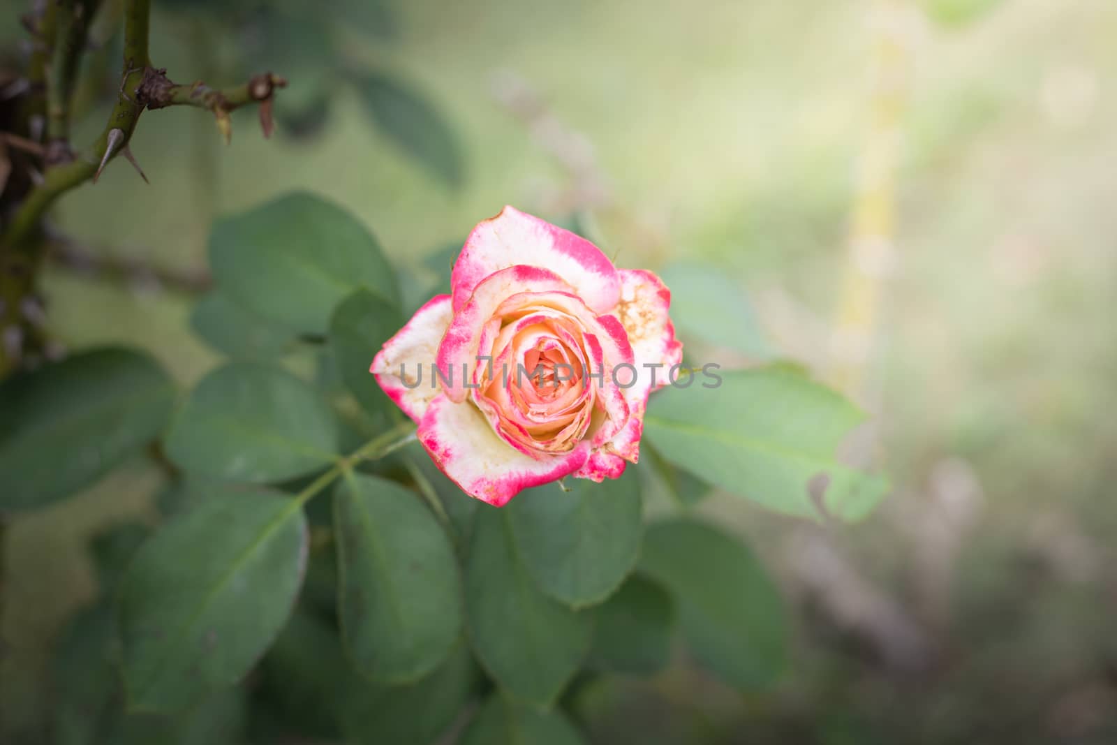 The background image of the colorful flowers, background nature