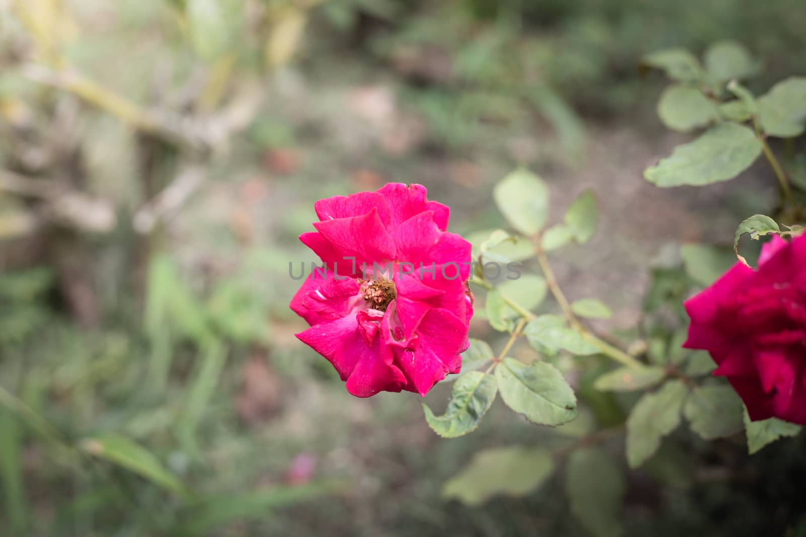 The background image of the colorful flowers, background nature