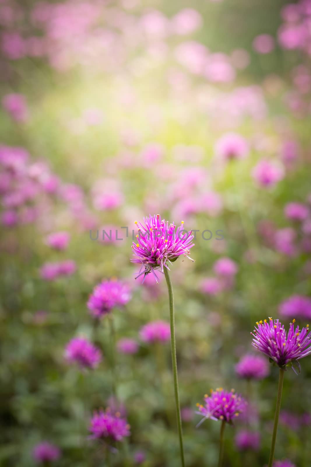 The background image of the colorful flowers, background nature