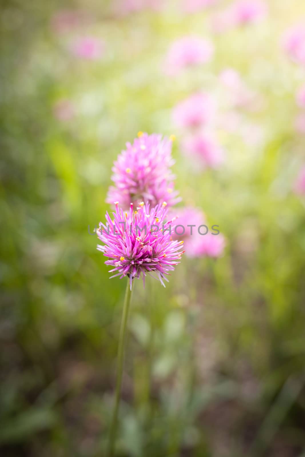The background image of the colorful flowers, background nature