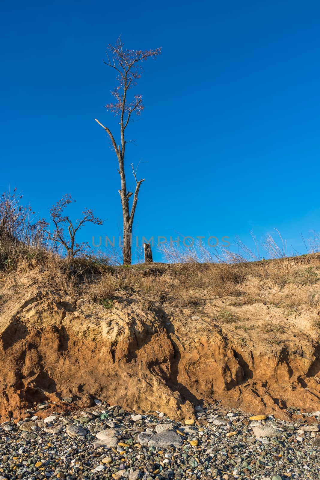 Bare tree on the slope near the sea shore on a sunny summer day