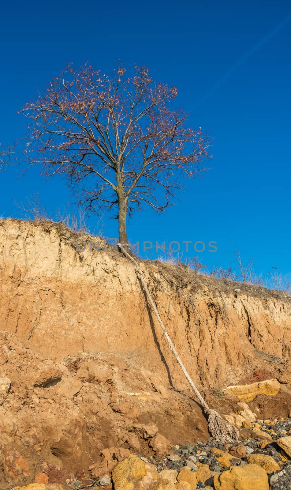 Bare tree on the slope near the sea shore by Multipedia