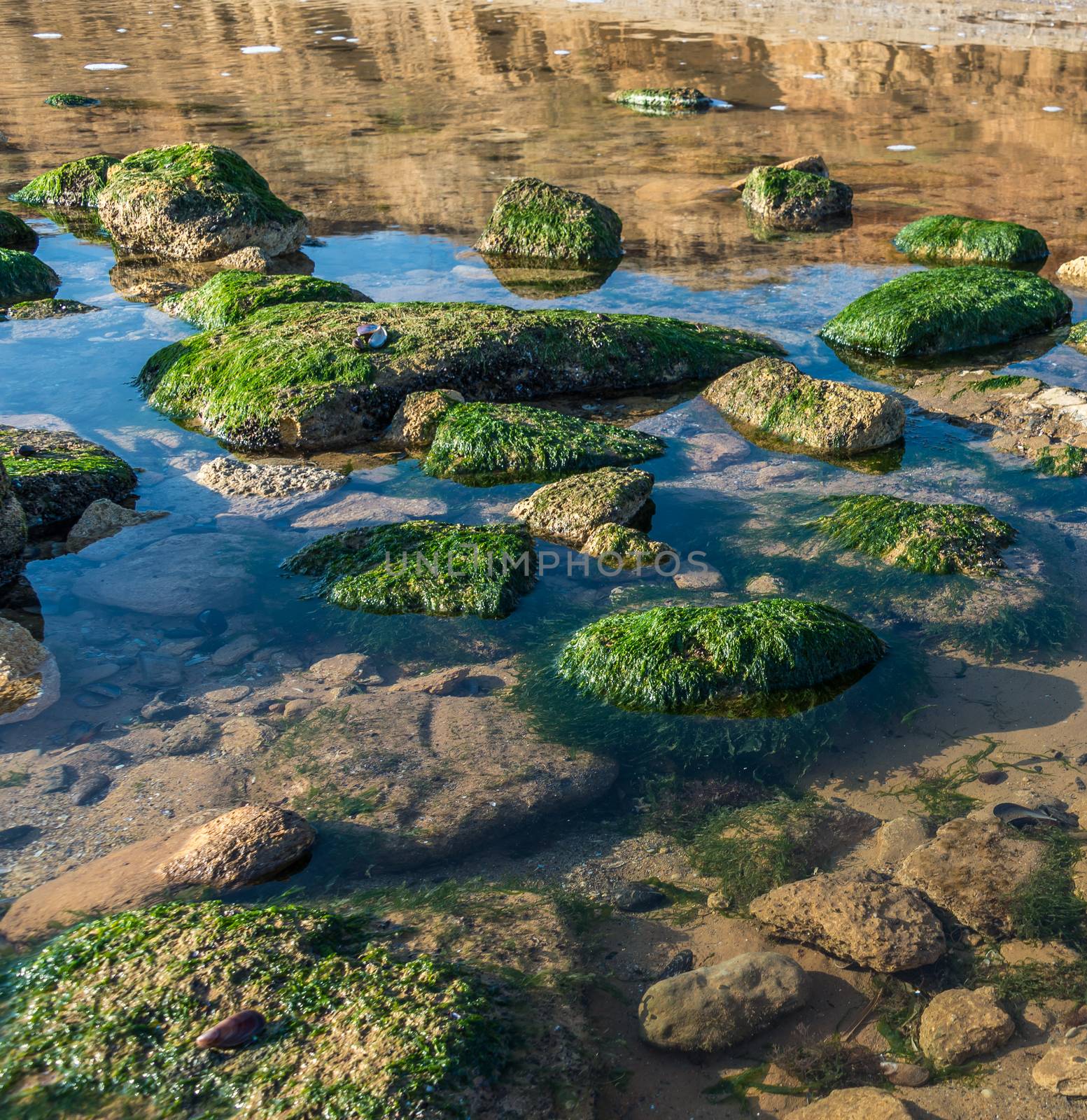 Green algae on the rocks at the edge of the sea by Multipedia