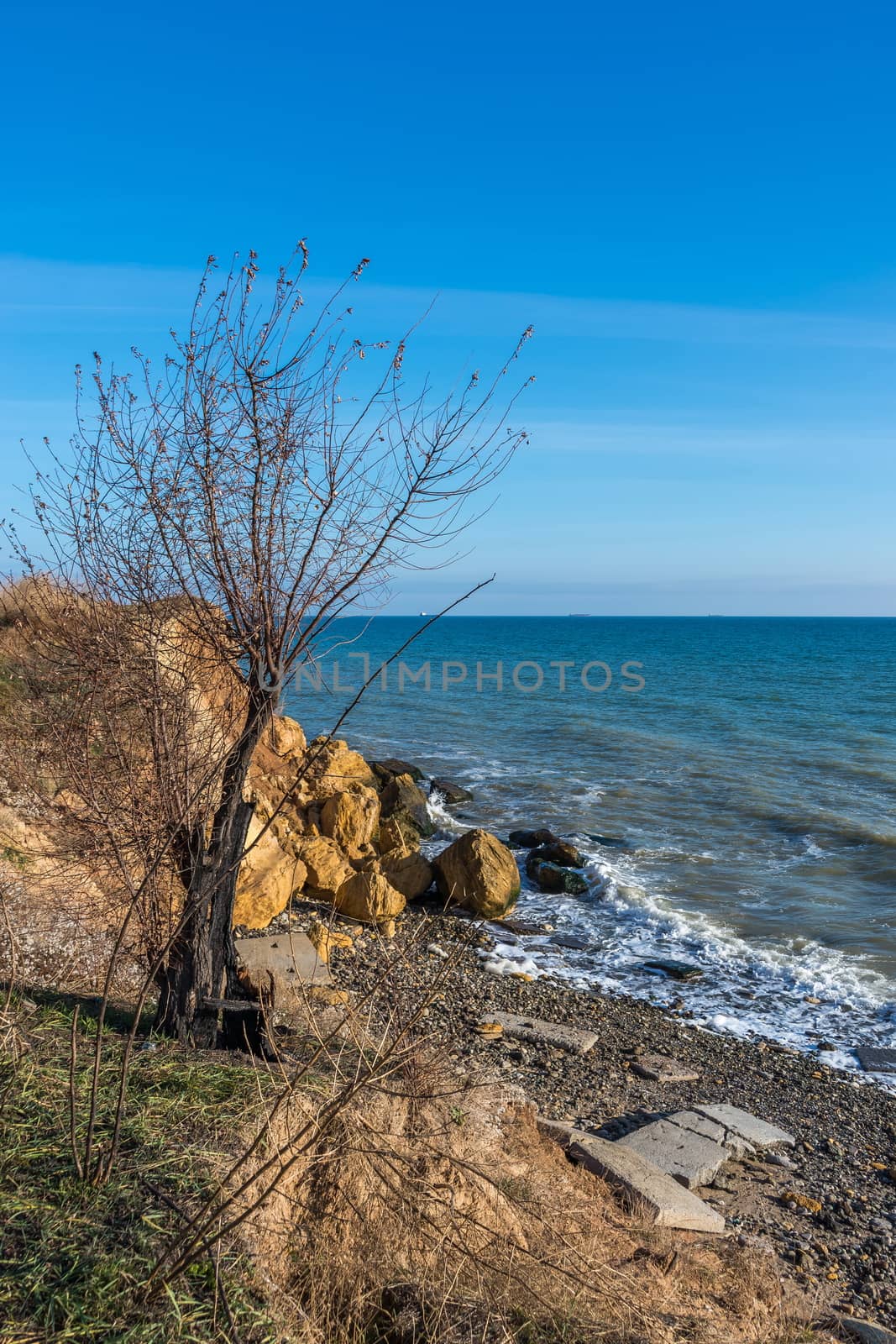 Bare tree on the slope near the sea shore by Multipedia