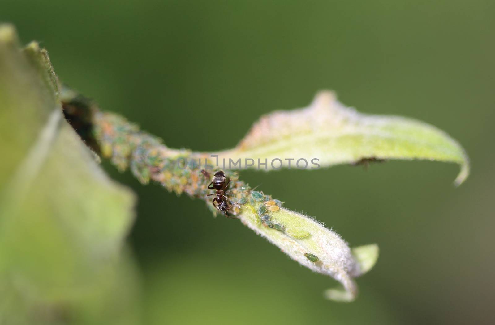 close up of black garden ant colony (Lasius niger), made a nest in a plant in the garden