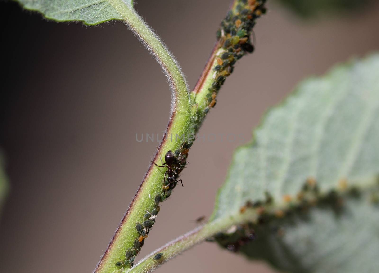 close up of black garden ant colony (Lasius niger), made a nest in a plant in the garden